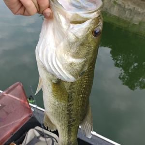 Meet your Posher, Corbin